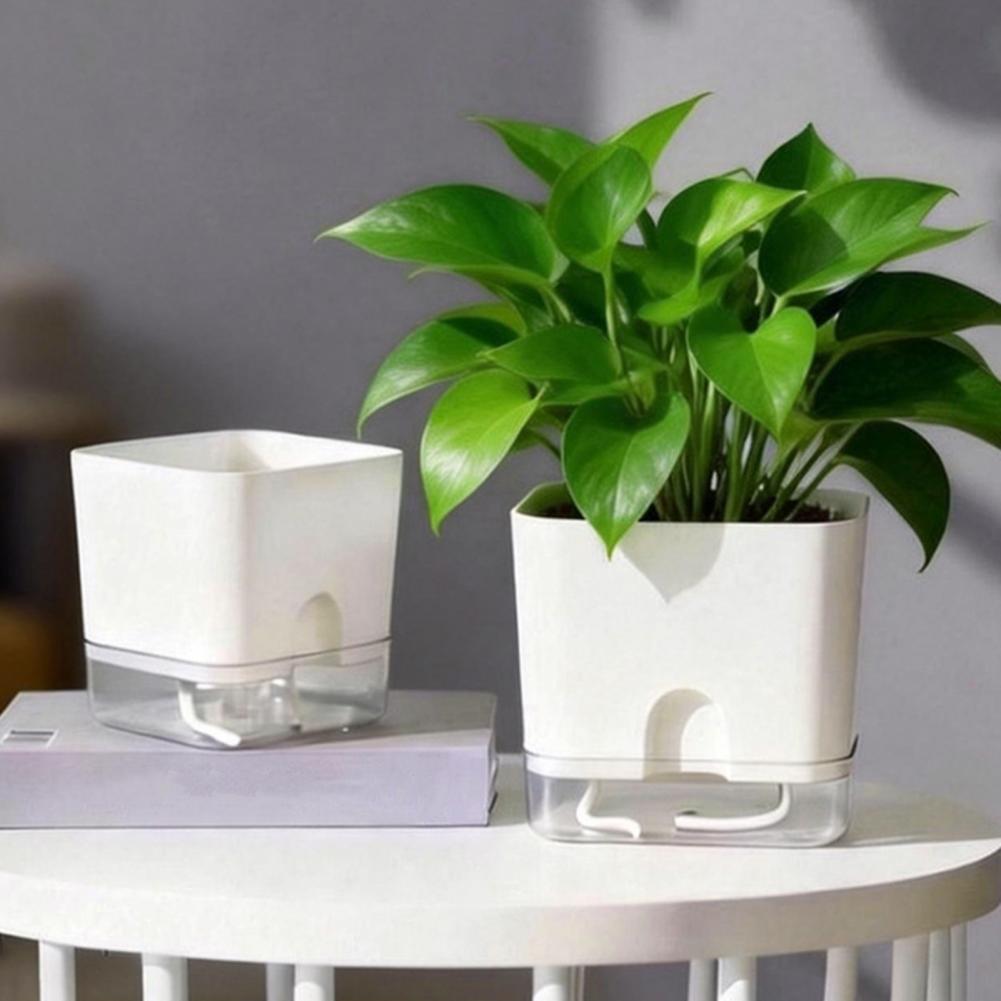Automatic Watering Flower Pots - đánh giá và giá Aloe Vera Pot