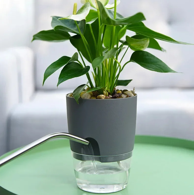 Transparent Double Layer Plast - đánh giá và giá Aloe Vera Pot