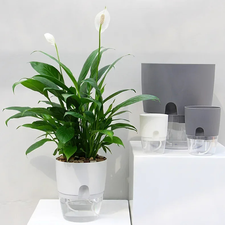 Transparent Double Layer Plast - đánh giá và giá Aloe Vera Pot