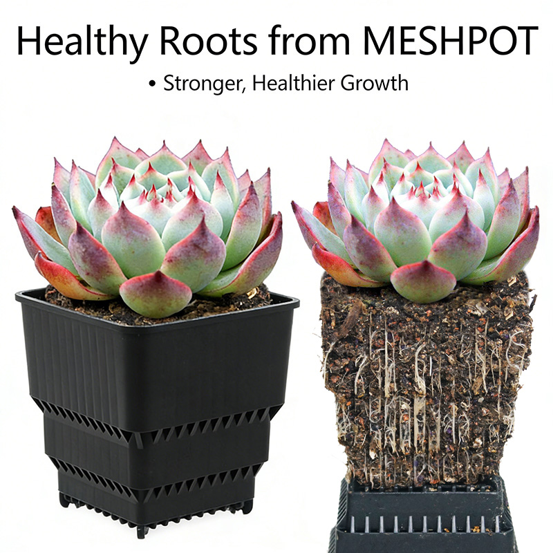MESHPOT 6-Pack Square Pots for - đánh giá và giá Echeveria Succulent