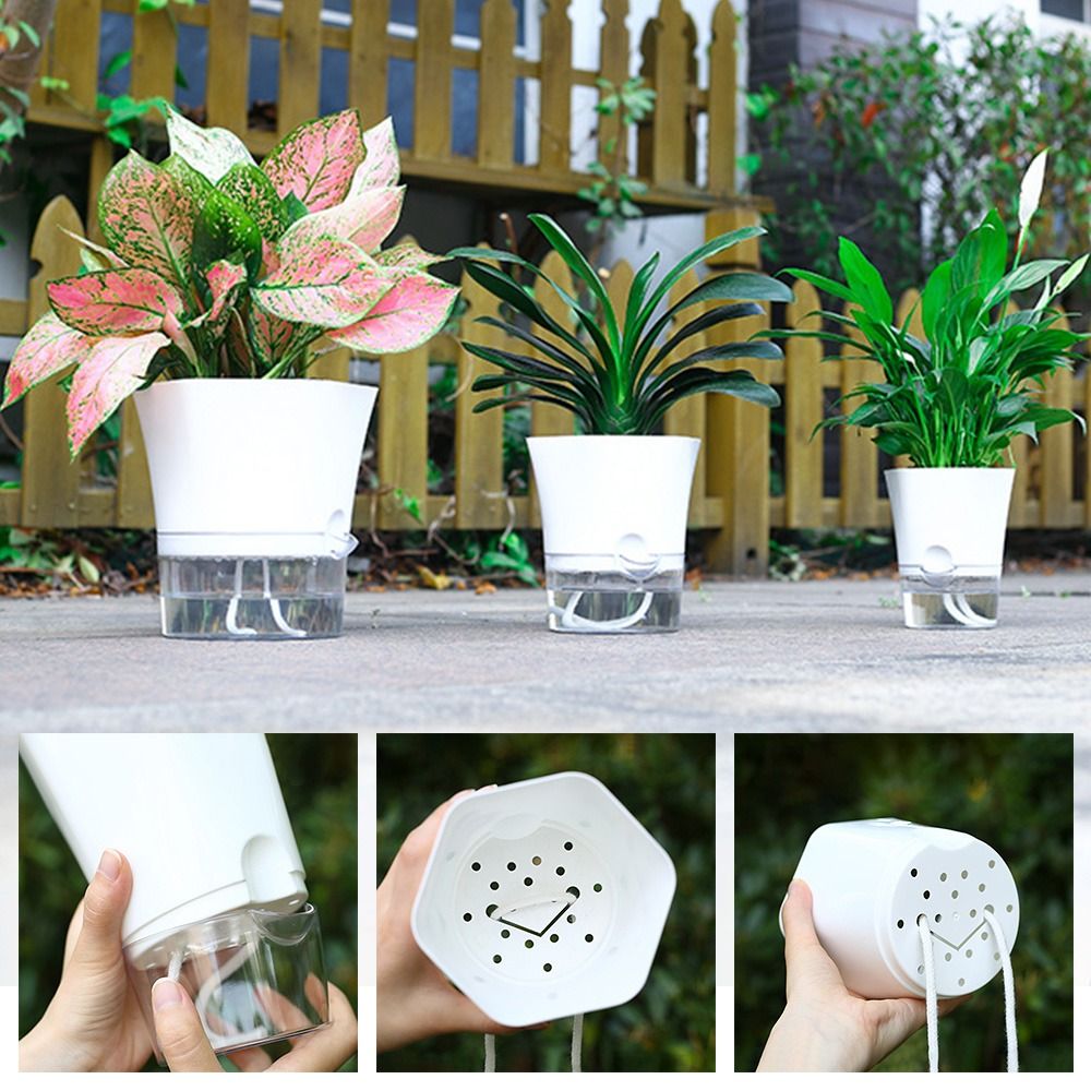 Transparent Double Layer Plast - đánh giá và giá Aloe Vera Pot