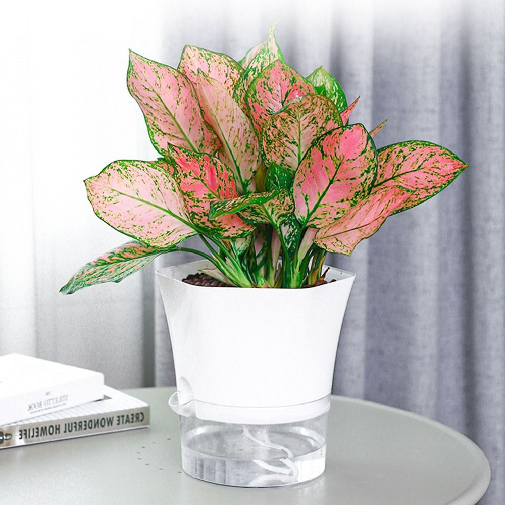 Transparent Double Layer Plast - đánh giá và giá Aloe Vera Pot